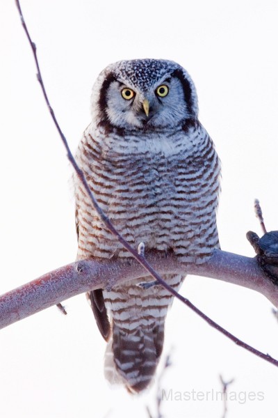 IMG_0081c.jpg - Northern Hawk-Owl (Surnia ulula)